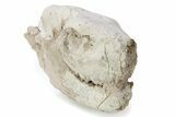 Fossil Oreodont (Merycoidodon) Partial Skull - South Dakota #285660-4